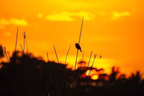 Silhouette of a Bird Perched on Stalks Against Sunset Orange Sky