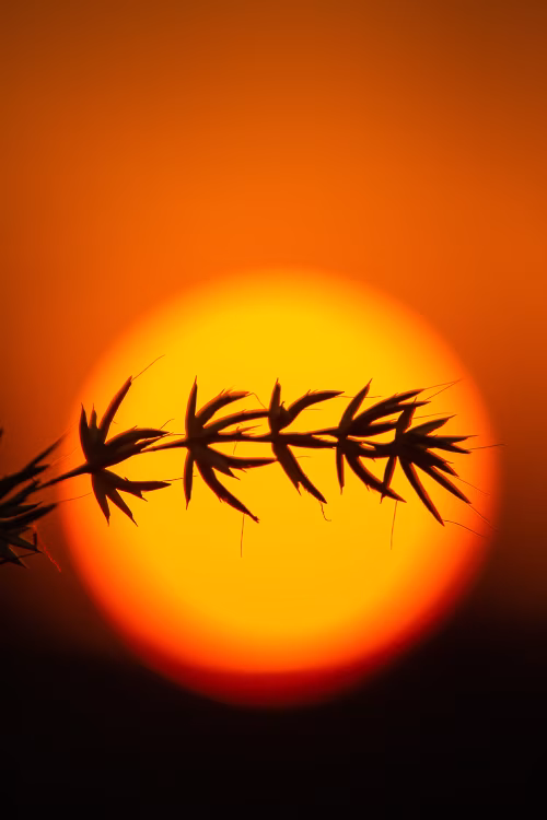 Silhouette of a Plant Against a Vibrant Sunset Background
