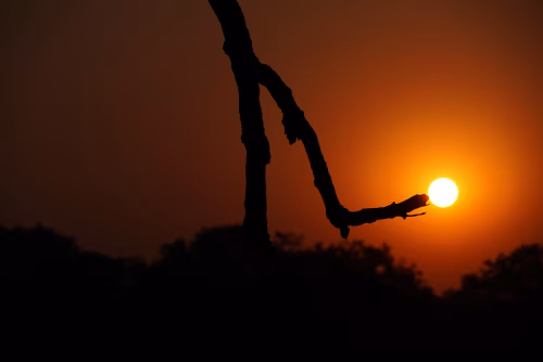 Silhouette of a Tree Branch Capturing the Setting Sun at Sunset