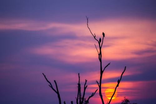 Silhouette of Bare Tree Under Violet and Orange Sunset Sky