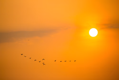 Silhouette of Birds Flying at Sunset in Serene Orange Sky