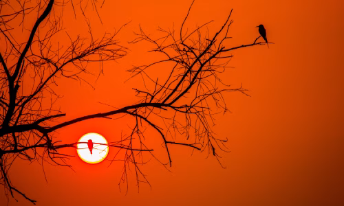 Silhouette of Birds on Branches Against a Fading Sunset Sky