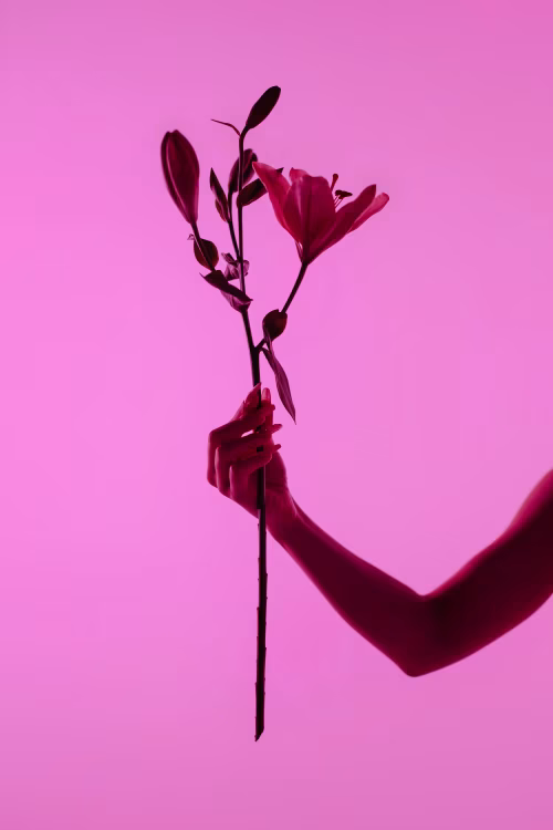 Silhouette of Hand Holding a Pink Lily Against a Vibrant Magenta Background