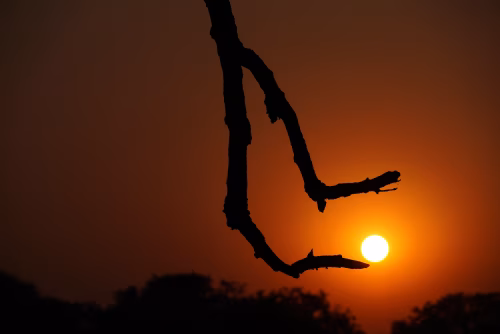 Silhouette of Tree Branch Against a Vibrant Orange Sunset Sky