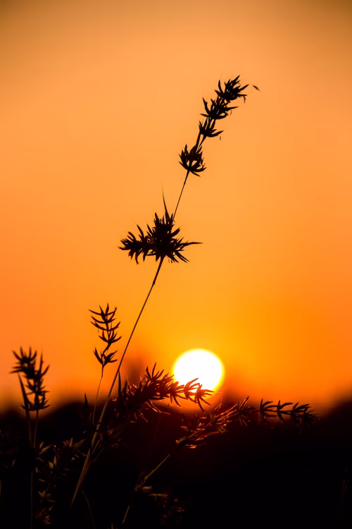 Silhouetted Grass at Sunset: Warm Orange Sky and Peaceful Field Scene