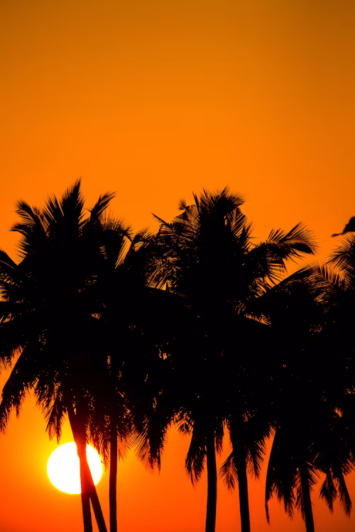 Silhouetted Palm Trees Against a Fiery Orange Sunset Over a Tropical Horizon