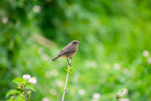 Small Bird Perched on Branch Surrounded by Vibrant Greenery Outdoors
