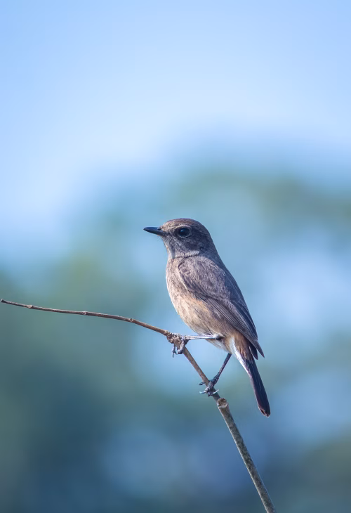 Small Bird Perched On Thin Branch Against Clear Blue Sky – Natural Wildlife Image