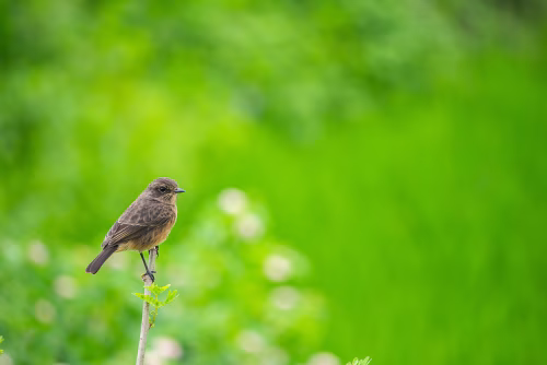 Small Brown Bird Perched on a Stem Against a Vibrant Green Background