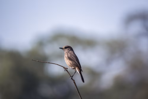 Small Brown Bird Perched on Thin Branch in Clear Sky with Soft Background