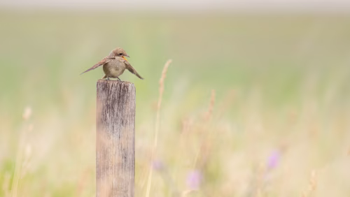 Small Brown Bird Perched on Wooden Post in a Natural Meadow Scene