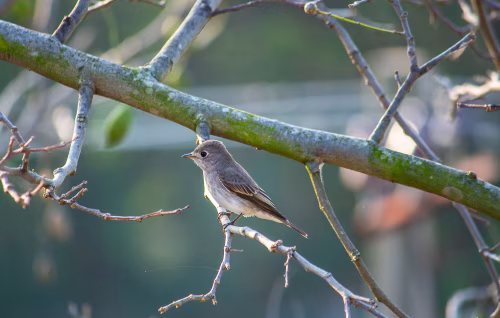 Small Gray Songbird Perched On Mossy Branch In Quiet Garden During Morning Light