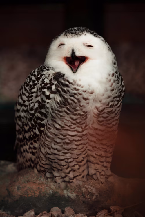 Snowy Owl Laughing With Eyes Closed on Natural Rock Surface