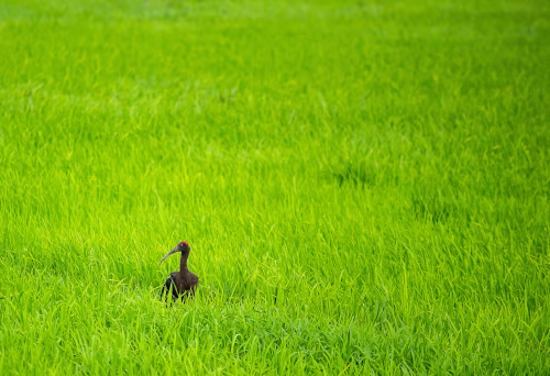 Solitary Bird in Vibrant Green Meadow Captured in Nature