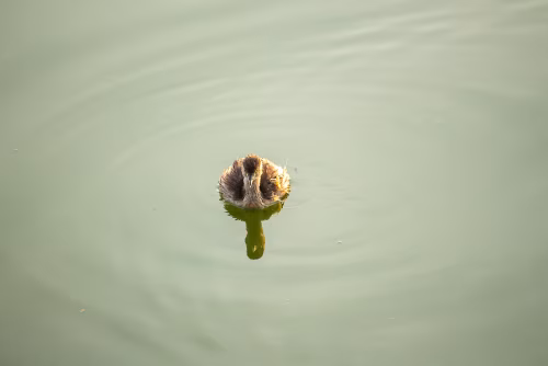 Solitary Duckling Floating Calmly on Serene Pond Water Surface