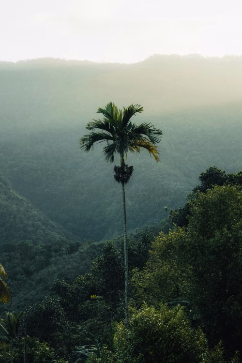 Solitary Palm Tree Amidst Lush Tropical Forest and Misty Mountains