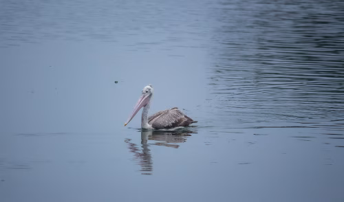 Solitary Pelican Floating on Calm Blue Water Surface at Dawn