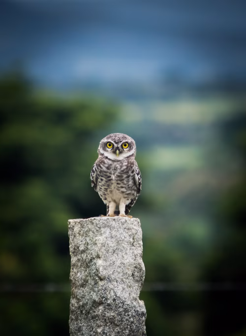 Spotted Owl Perched on a Stone Post in a Natural Landscape