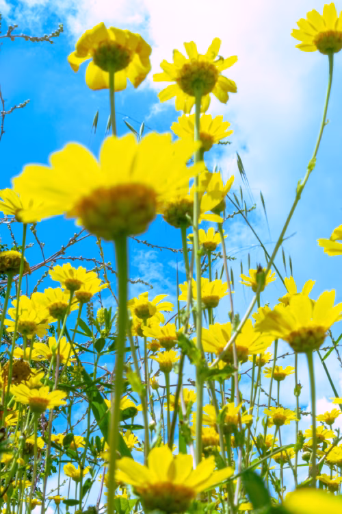 Spring