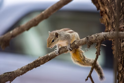 Squirrel Perched on Tree Branch with Bushy Tail in Urban Garden Setting During Daylight Observed