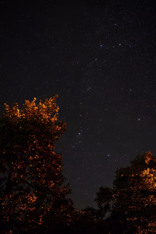 Starry Night Sky and Trees Illuminated by Ambient Light