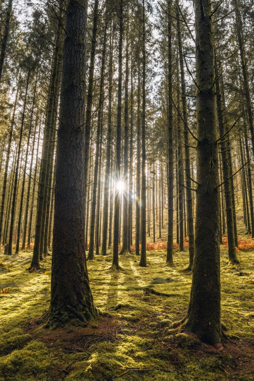 Sunlight Filtering Through Spacious Pine Trees in a Serene Forest Setting