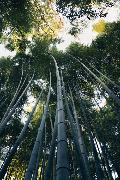 Tall Bamboo Trees Extending Towards the Sky in a Serene Forest