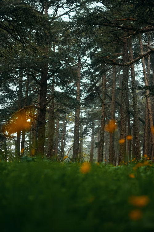 Tranquil Forest Scene With Blooming Flowers and Tall Evergreens