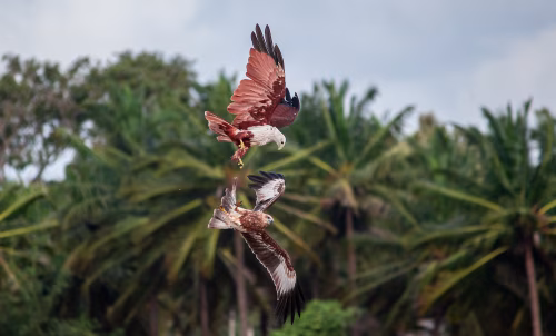 Two Birds of Prey Engaged in Mid-Air Over a Lush Tropical Landscape