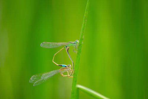 Two Damselflies Mating On Green Grass Blade In Nature Close-Up Scene