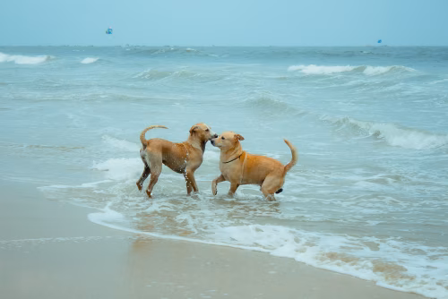 Two Dogs Playing Joyfully in Ocean Waves on a Sandy Beach
