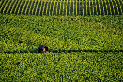 Vibrant Green Vineyard with a Rustic Wooden Hut and Lush Rows of Vines