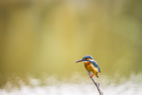 Vibrant Kingfisher Perched on a Branch by a Soft-Focused Pond