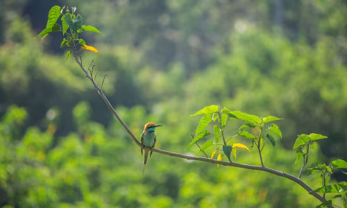 Vibrant Kingfisher Perched on a Leafy Branch in Lush Green Forest
