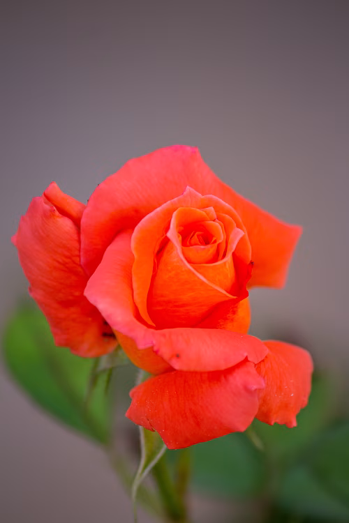 Vibrant Orange Rose Blooming in Soft Natural Light with Green Leaves