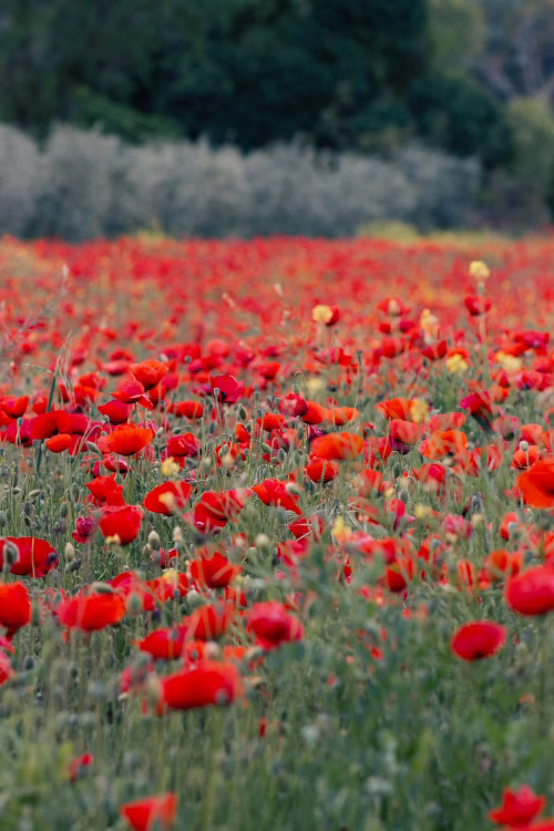 Vibrant Red Poppy Field in Full Bloom During Spring Season