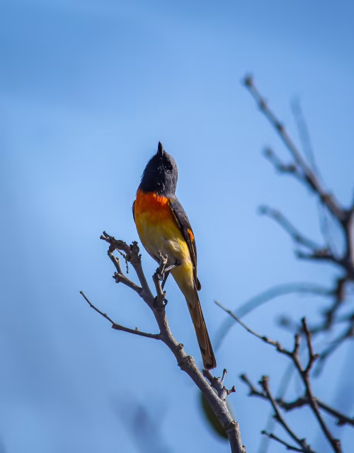 Vibrant Small Bird With Orange Chest Perches On Bare Branch Against Clear Blue Sky