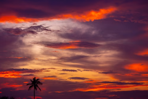 Vibrant Sunset Sky Over Silhouette Palm Tree With Orange and Purple Clouds