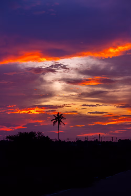 Vibrant Sunset With Palm Tree Silhouette Over Dusk Horizon, Rich Colors And Calm Sky