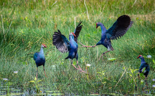 Vibrant Wetland Birds Displaying Bright Colors and Active Behavior