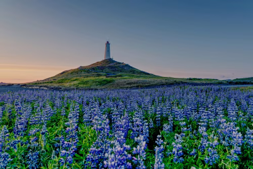 Vivid Field of Lupine Flowers With Lighthouse Overlooking at Sunset