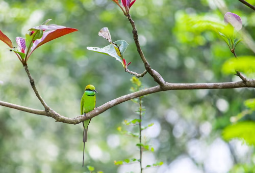 Vivid Green Bird Perched On A Branch In A Lush Forest Setting