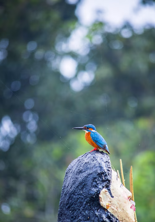 Vivid Kingfisher Perched on a Rock with Blue and Orange Plumage Against a Lush Green Background