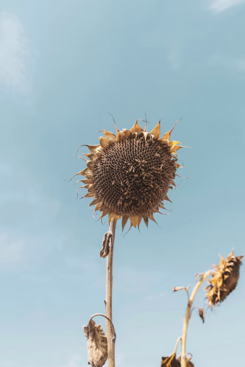 Withered Sunflower Against Bright Sky Symbolizing Nature's Cycle and Growth