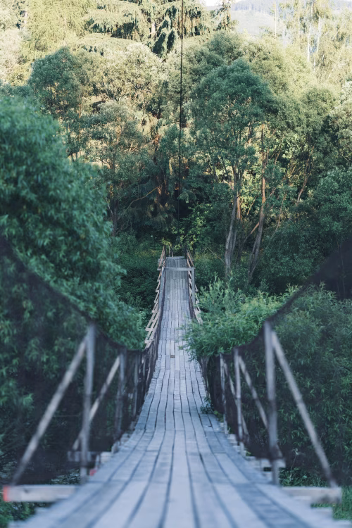 Wooden Suspension Bridge Surrounded by Lush Green Forest Vegetation