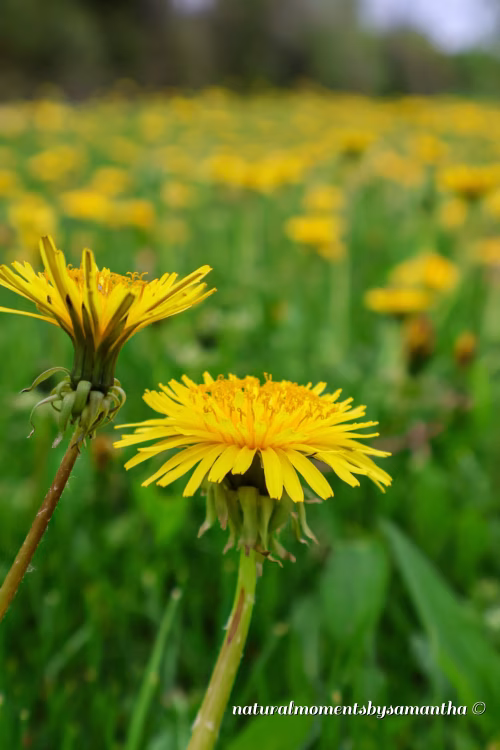 Yellow Field