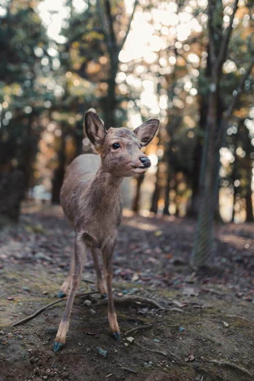 Young Deer Standing in a Forest with Sunlight Through Trees