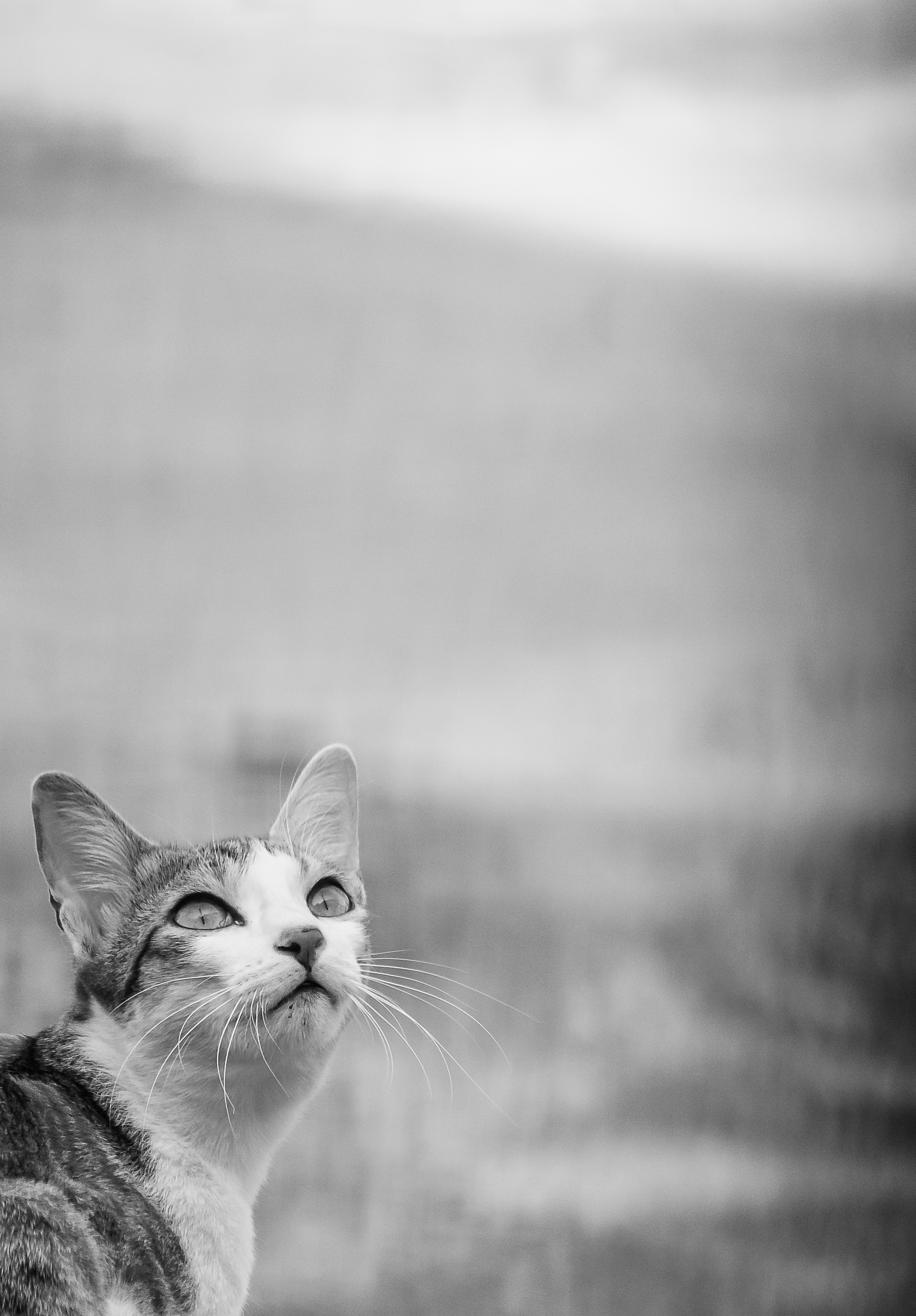 Black And White Portrait of a Cat Looking Thoughtfully Into The ...